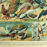 Lithographie ancienne 1928 A. Millot - Oiseaux 3, ornithologie, volatiles