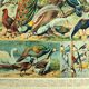 Old lithograph 1928 A. Millot - Birds 3, ornithology, birds