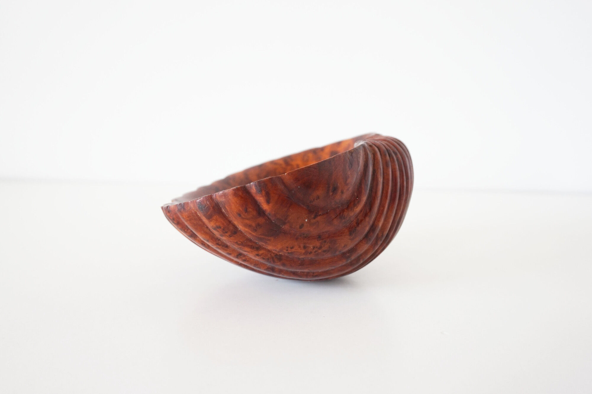 Empty cup shell pocket in elm magnifying glass