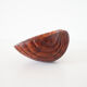 Empty cup shell pocket in elm magnifying glass