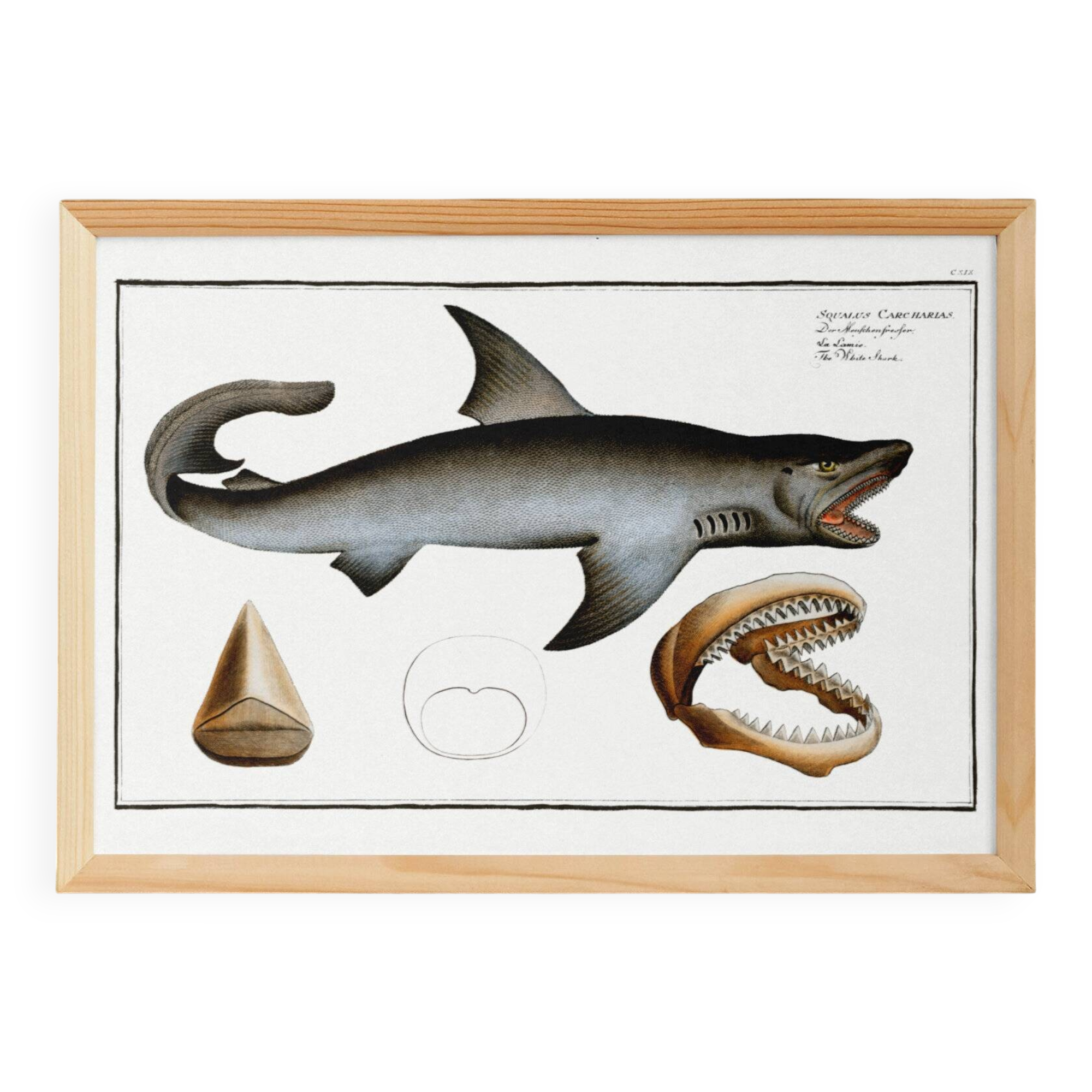 Poster about the great white shark, based on an old engraving from 1746.