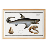 Poster about the great white shark, based on an old engraving from 1746.