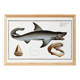 Poster about the great white shark, based on an old engraving from 1746.