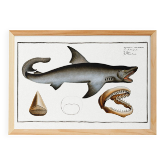 Poster about the great white shark, based on an old engraving from 1746.