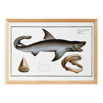 Affiche sur le requin blanc, d’après une gravure ancienne de 1746.