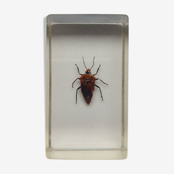 Resin inclusion insect - ASIAN CANTAO OCCELATUS BUGS Curiosity - No. 12