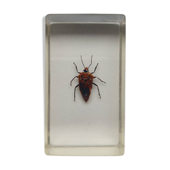 Resin inclusion insect - ASIAN CANTAO OCCELATUS BUGS Curiosity - No. 12