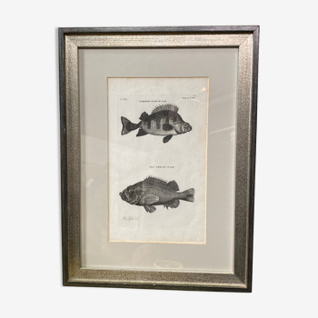 Fish engraving