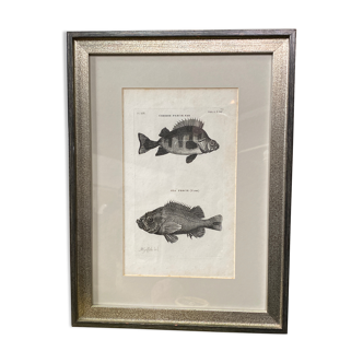 Gravure poissons