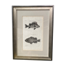 Gravure poissons