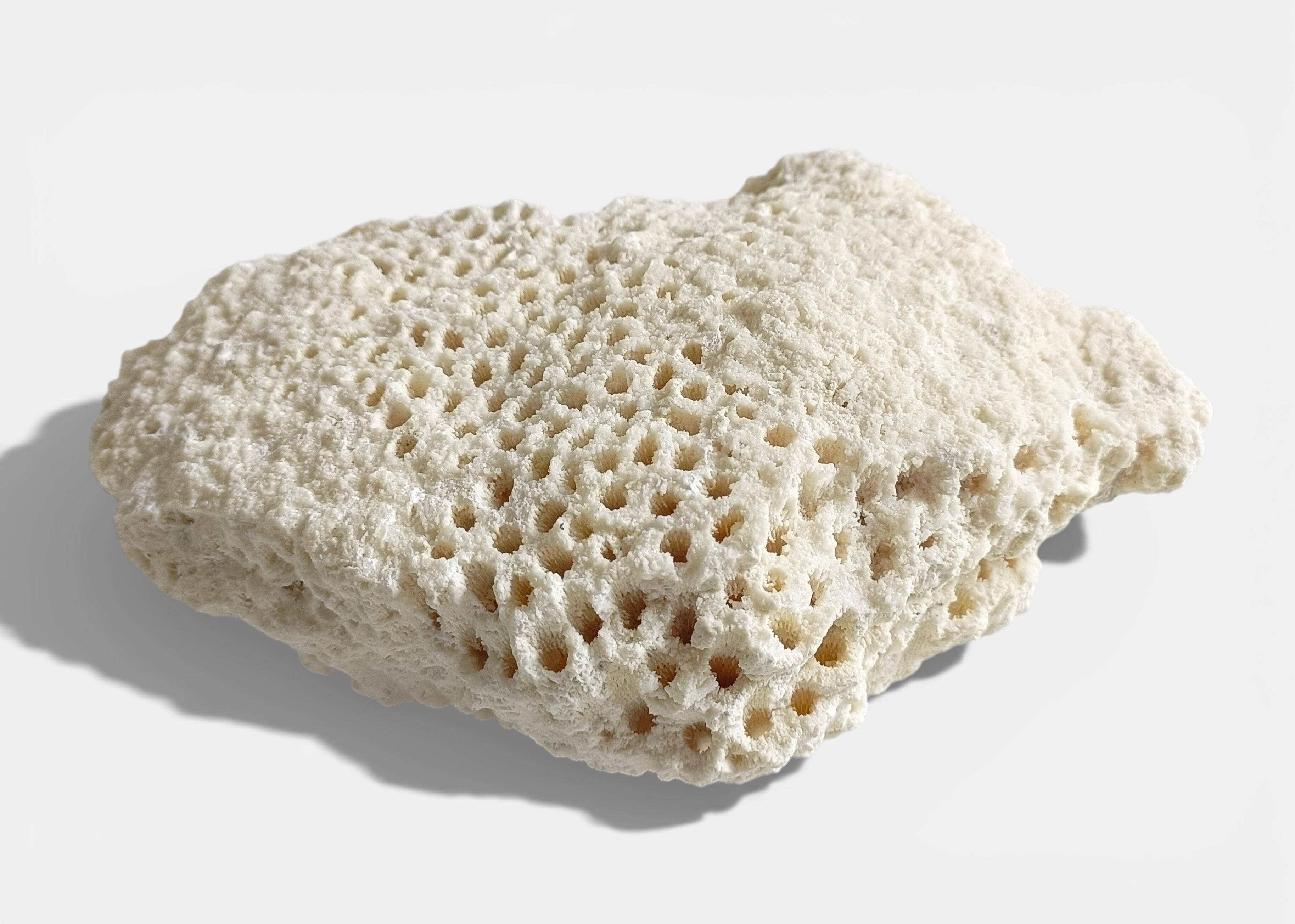 Sculptural White Coral Fossil, Organic Modern Decor from South Asia