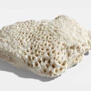 Sculptural White Coral Fossil, Organic Modern Decor from South Asia