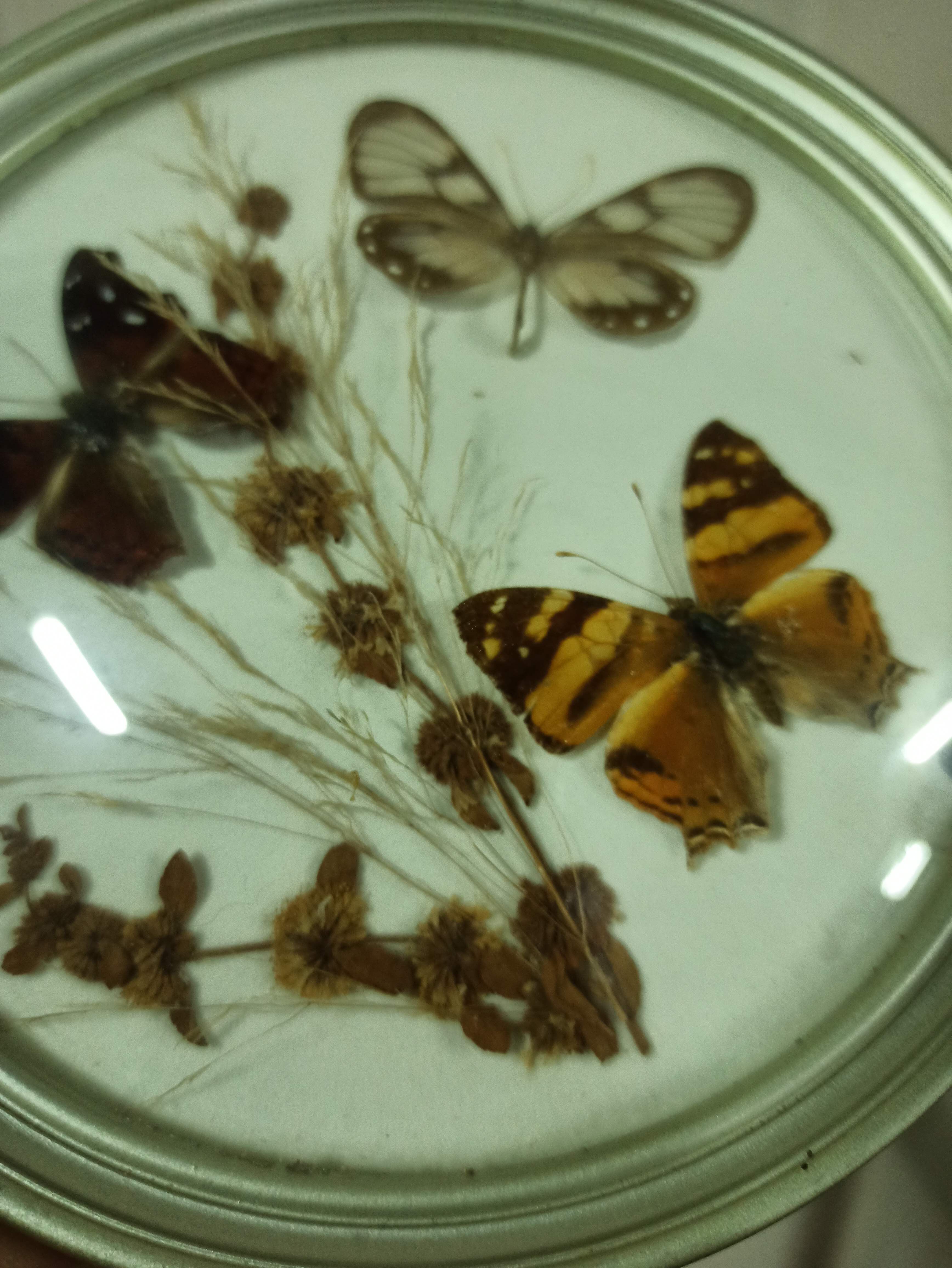 3 butterflies taxidermy glass witch