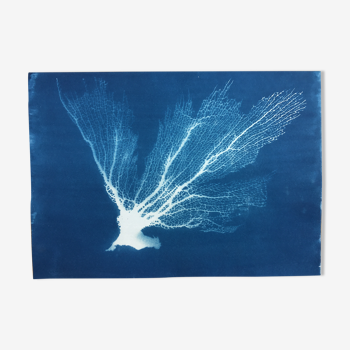 Cyanotype botanique gorgone en éventail de corail