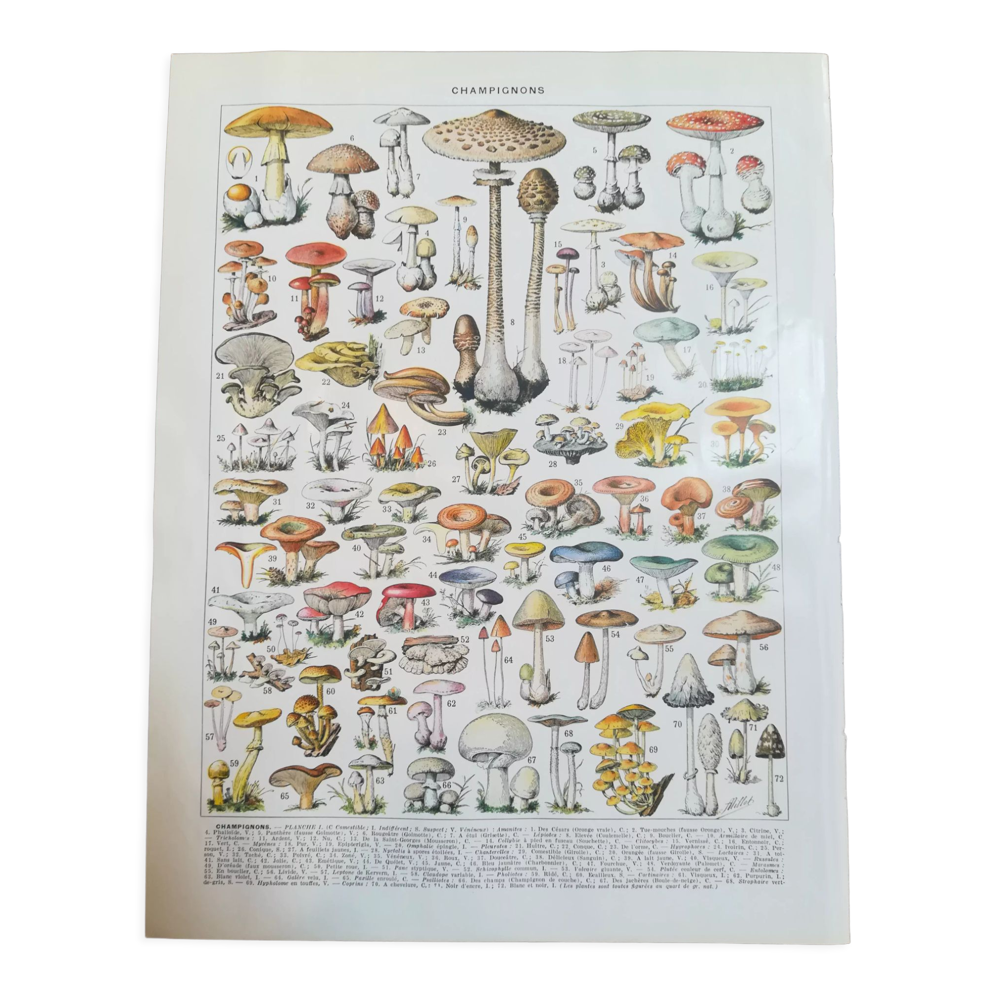 Lithograph on mushrooms from 1928 "amanita"