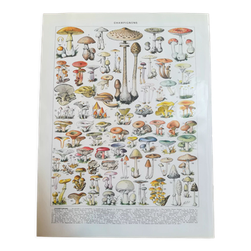 Lithograph on mushrooms from 1928 "amanita"