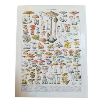 Lithographie sur les champignons de 1928 "amanite"