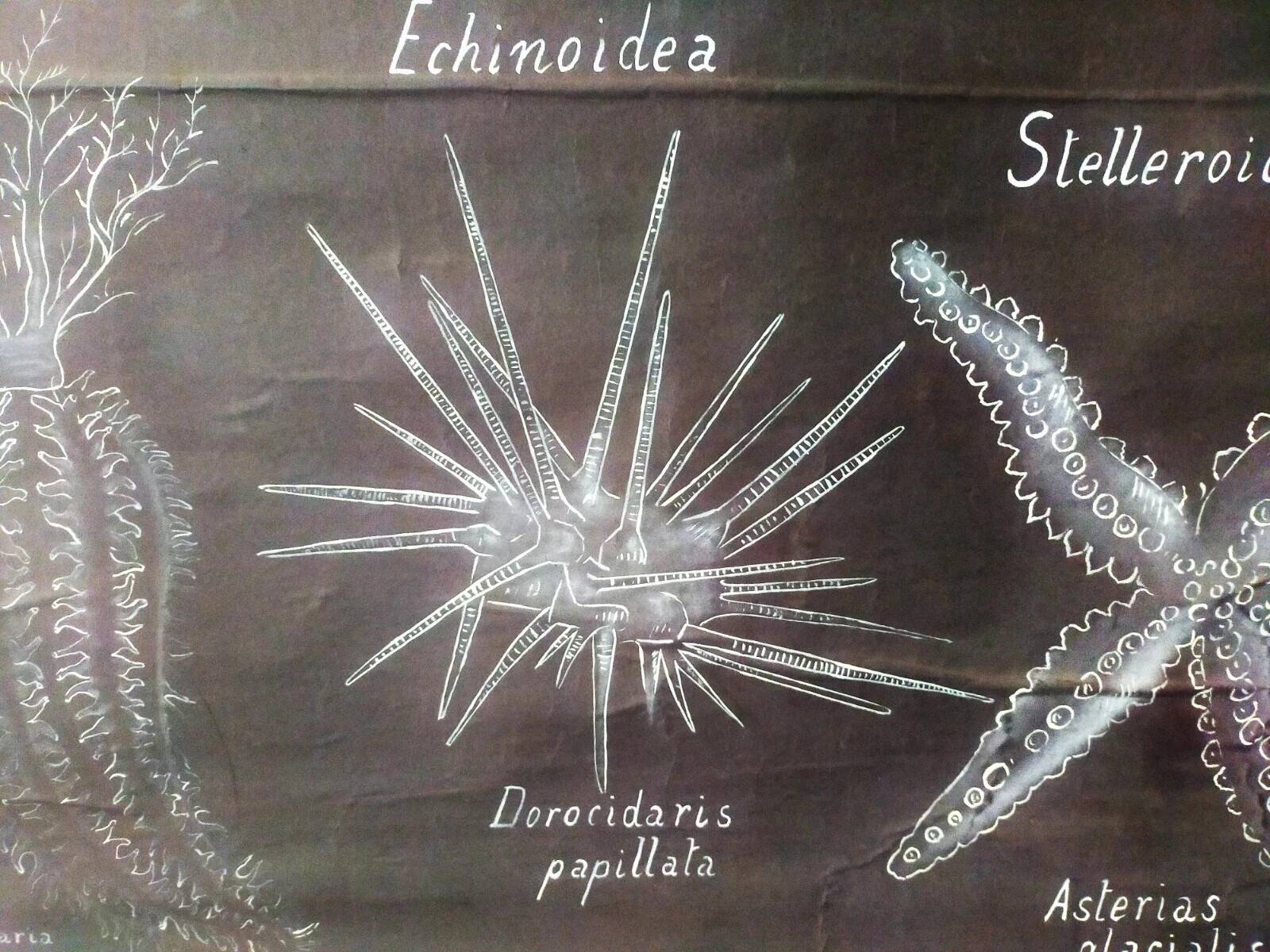 Rare educational grand tableau hand-drawn of extinct echinoderms, 19th century.