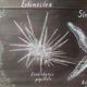 Rare educational grand tableau hand-drawn of extinct echinoderms, 19th century.