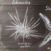 Rare educational grand tableau hand-drawn of extinct echinoderms, 19th century.