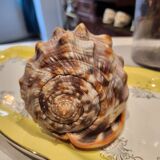 Ciprea blackcurrant rufa shell