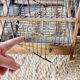 Cage à oiseaux en bois, XIXème s.
