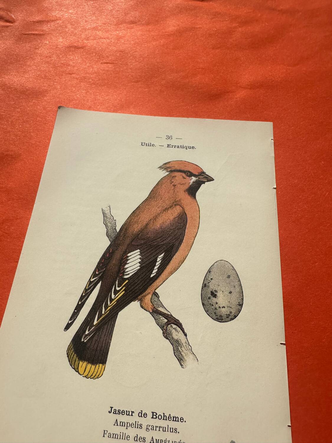 Botanical engraving birds double sided naturalist board