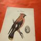 Botanical engraving birds double sided naturalist board