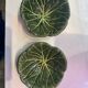 Lot 2 bols choux barbotine
