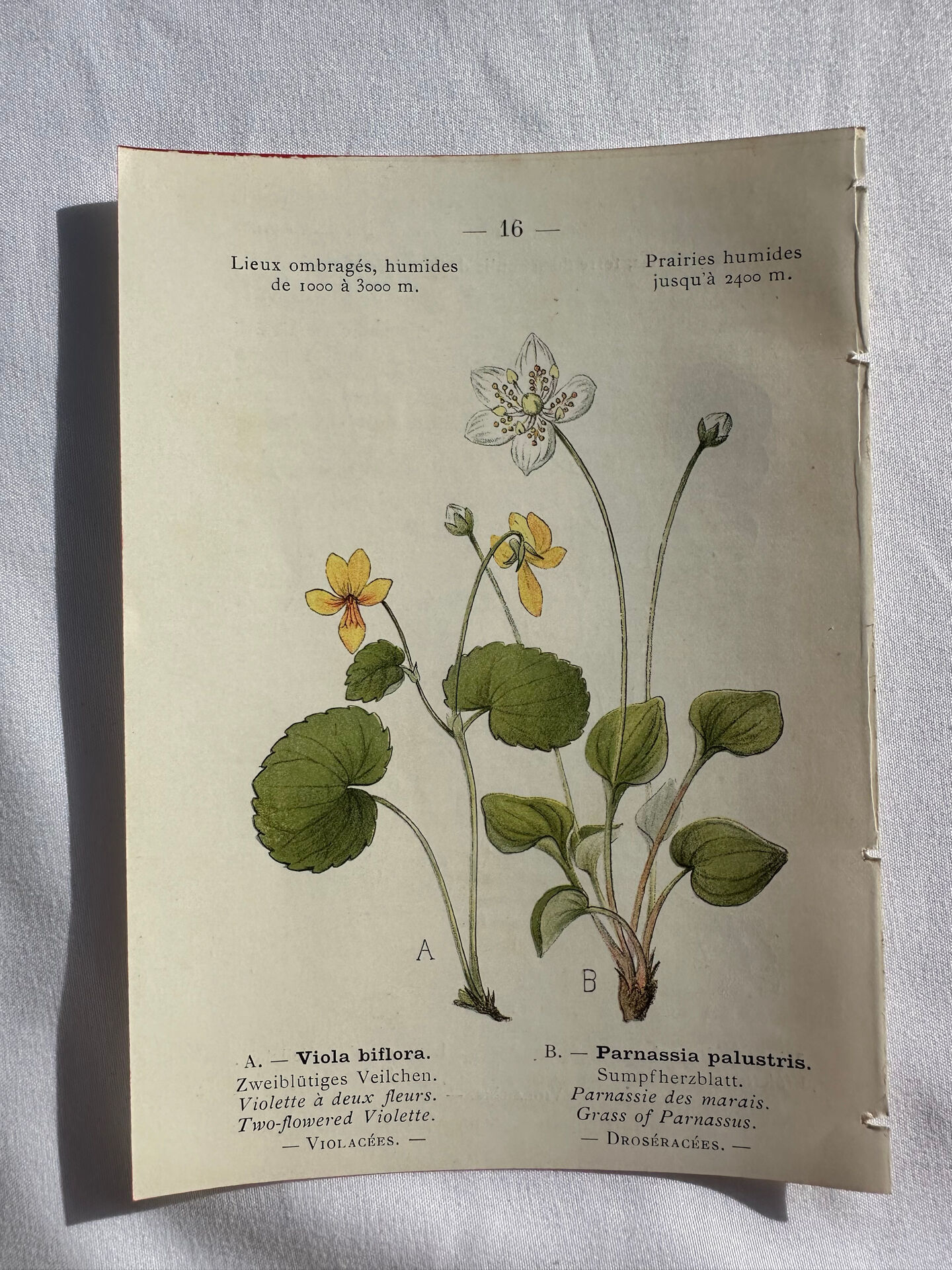 Naturalist Plate – 19th Century Botanical Engraving, Double-Sided