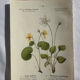 Naturalist Plate – 19th Century Botanical Engraving, Double-Sided