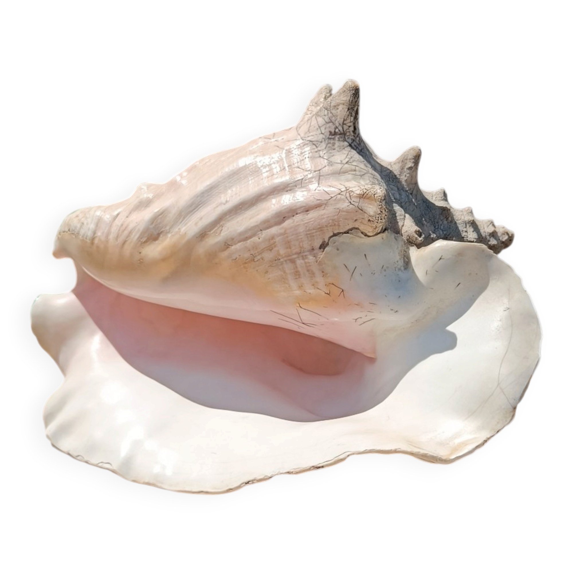 Coquillage conque  lambi