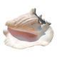 Coquillage conque  lambi