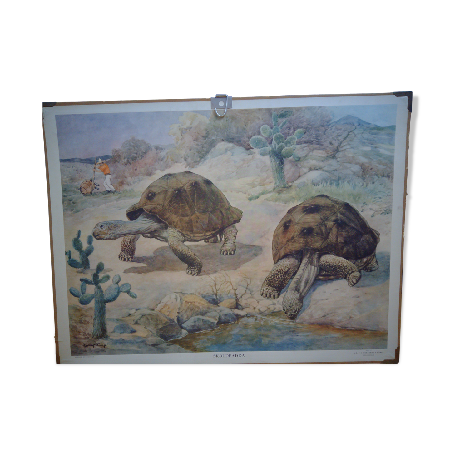 School poster, Giant Tortoise, 1940's, Sweden