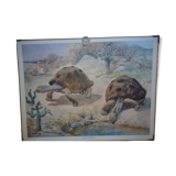 School poster, Giant Tortoise, 1940's, Sweden