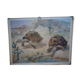 Affiche d’école tortue géante 1940, Suède