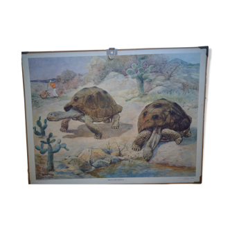 School poster, Giant Tortoise, 1940's, Sweden
