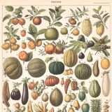 Planche ancienne sur les fruits 1897