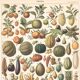 Old plate on fruits 1897