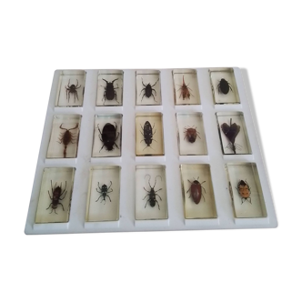 Collection of 15 insects in specific box