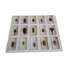 Collection of 15 insects in specific box