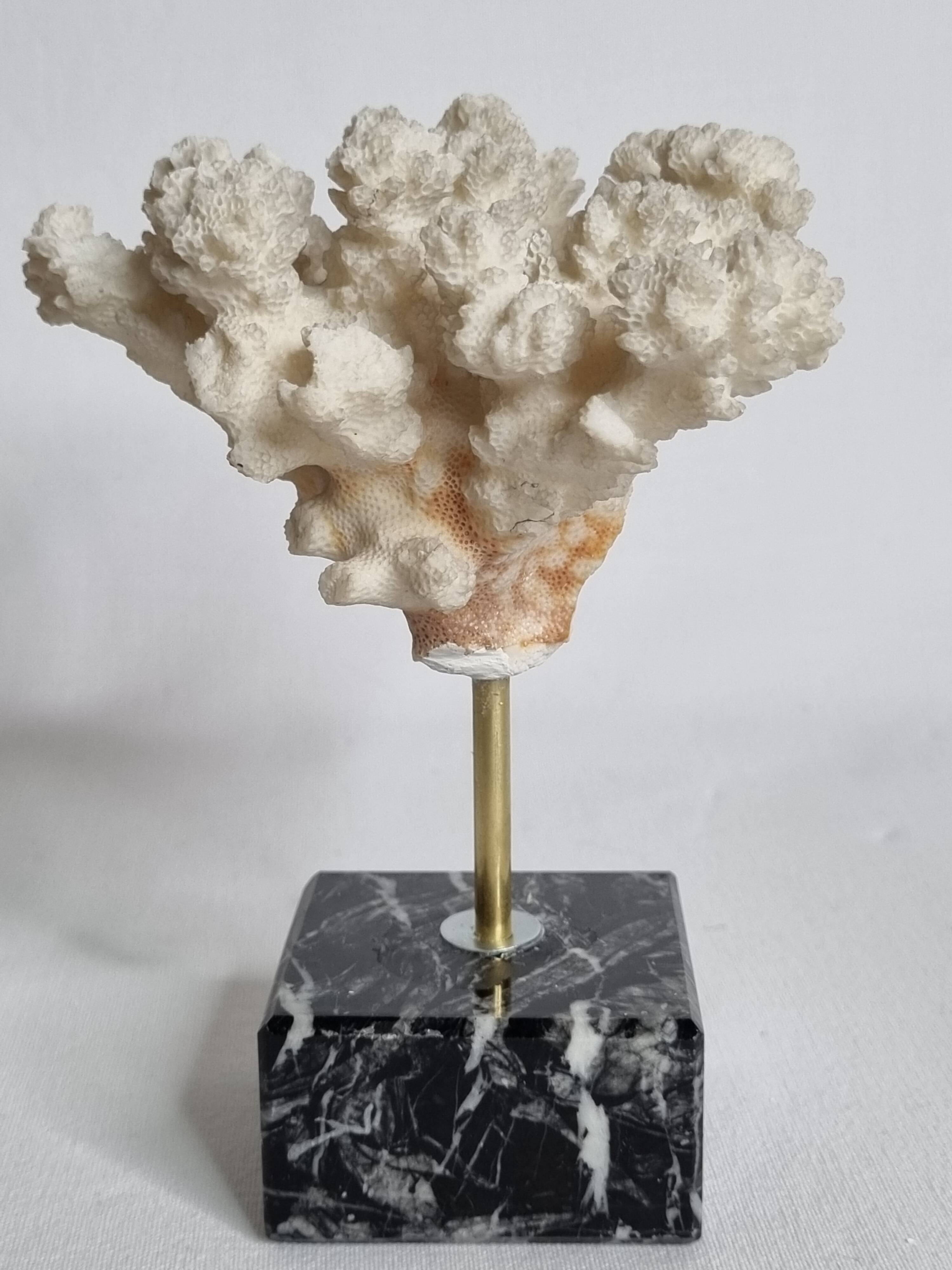 Set of three old white corals on base, 16 cm