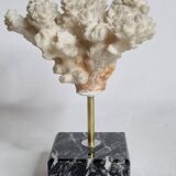 Set of three old white corals on base, 16 cm