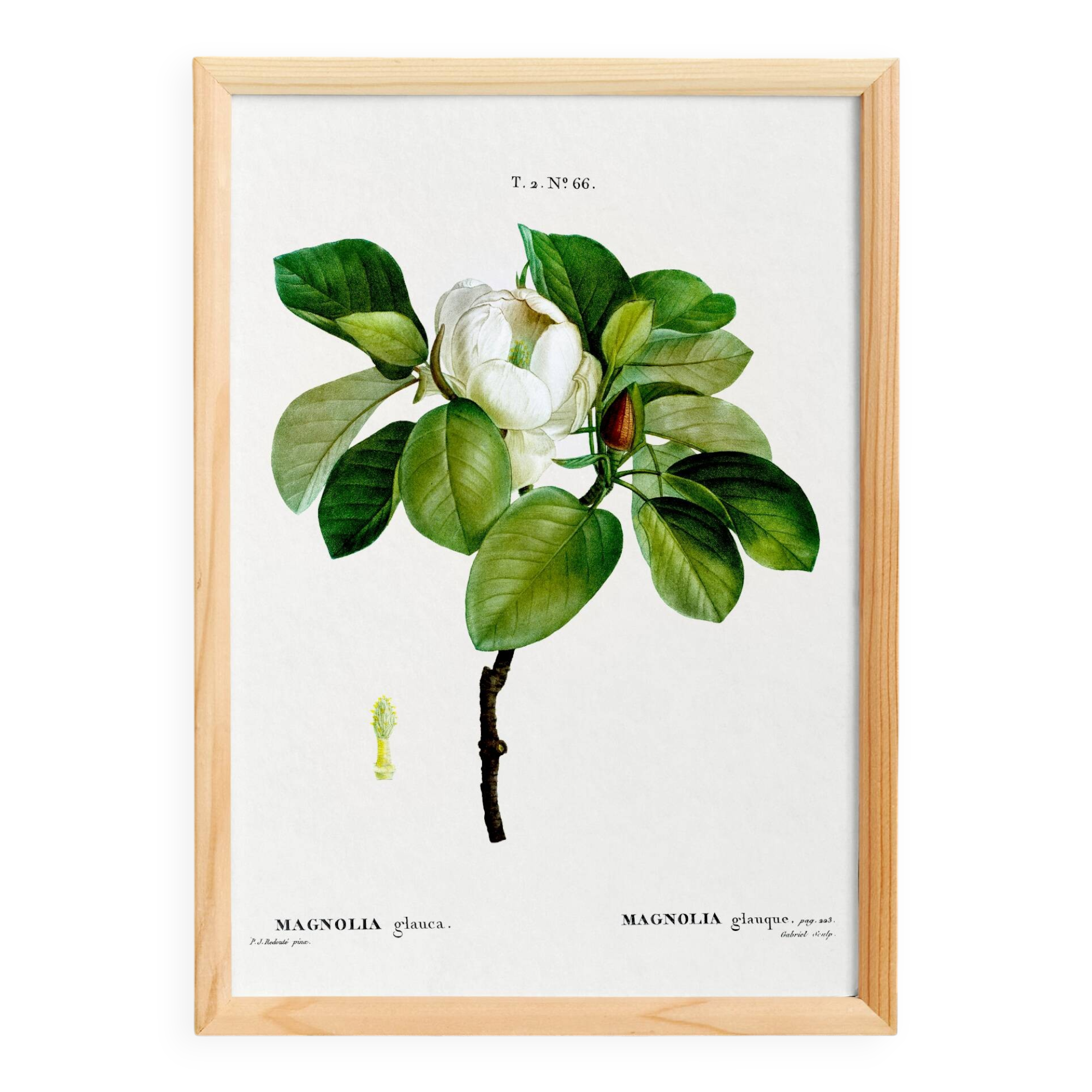 Botanical poster on the Magnolia, after an old engraving from 1802