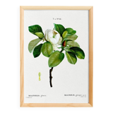 Botanical poster on the Magnolia, after an old engraving from 1802