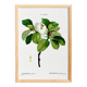 Botanical poster on the Magnolia, after an old engraving from 1802