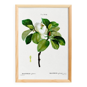 Botanical poster on the Magnolia, after an old engraving from 1802