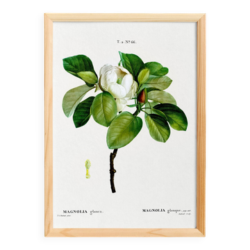Affiche botanique sur le Magnolia , d’après une gravure ancienne de 1802