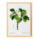 Botanical poster on the Magnolia, after an old engraving from 1802