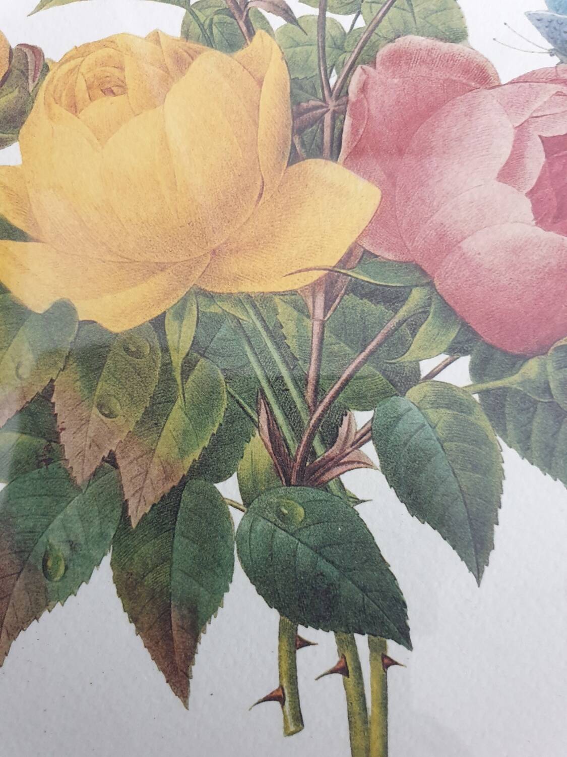 Botanical plate of Roses by PJ Redouté framed